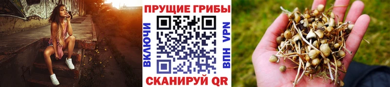 Псилоцибиновые грибы прущие грибы  купить наркоту  Грязовец 